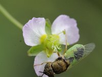 Oplodontha viridula 3, Kleine moeraswapenvlieg, Saxifraga-Rutger Barendse