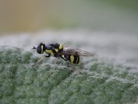 Oxycera rara 1, Bont verfdrupje, Saxifraga-Rutger Barendse