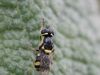 Oxycera rara 2, Bont verfdrupje, Saxifraga-Rutger Barendse