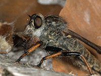 Pamponerus germanicus 03, Bruinvleugelroofvlieg, AHB  Bruinvleugelroofvlieg - Pamponerus germanicus, female Springendal op 12 mei 2018 Validatie  Reinoud van den Broek Zie https://waarneming.nl/waarneming/view/156517690