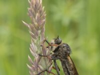 Pamponerus germanicus 5, Bruinvleugelroofvlieg, Saxifraga-Willem van Kruijsbergen