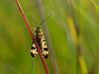 Panorpa communis 1, Schorpioenvlieg, Saxifraga-Rudmer Zwerver