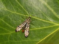 Panorpa germanica 2, Duitse schorpioenvlieg, Saxifraga-Tom Heijnen