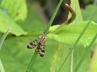 Panorpa vulgaris, Weideschorpioenvlieg, Saxifraga-Tom Heijnen