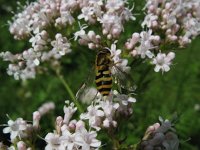 Parasyrphus vittiger 1, Ringpootroetneusje, Saxifraga-Rutger Barendse