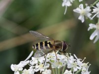 Parasyrphus vittiger 2, Ringpootroetneusje, Saxifraga-Rutger Barendse