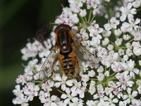 Parhelophilus versicolor 1, Gewone fluweelzweefvlieg, Saxifraga-Peter Meininger