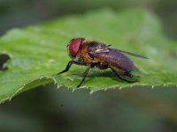 Phasia hemiptera 1, female, Saxifraga-Rutger Barendse