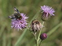 Phasia hemiptera 2, Saxifraga-Rob Felix : Animalia, Arthropoda, Diptera, Insecta, Project Natuurbalans, animal, arthropod, dier, dieren, fly, geleedpotige, geleedpotigen, insect, insecten, mug, tweevleugeligen, vlieg