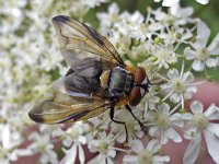 Phasia hemiptera N0471 : Phasia hemiptera