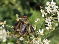 Phasia hemiptera N0513 : Phasia hemiptera