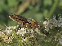 Phasia hemiptera N0515 : Phasia hemiptera