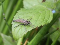 Philonicus albiceps 1, Zandroofvlieg, Saxifraga-Peter Meininger