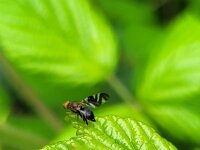 Philophylla caesio 3, Brandnetelboorvlieg, Saxifraga-Ben Delbaere