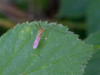 Phylidorea ferruginea