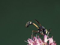 Physocephala rufipes 2, Gewoon knuppeltje, male, Saxifraga-Frits Bink