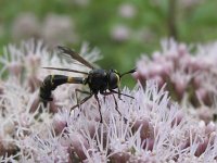 Physocephala rufipes 3, Gewoon knuppeltje, Saxifraga-Rob Felix : Animalia, Arthropoda, Diptera, Insecta, Project Natuurbalans, animal, arthropod, dier, dieren, fly, geleedpotige, geleedpotigen, insect, insecten, mug, tweevleugeligen, vlieg