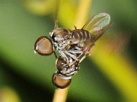 Pipunculidae sp 2, Saxifraga-Ab H Baas