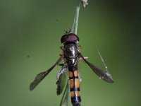 Platycheirus angustatus 1, Slank platvoetje, Saxifraga-Rutger Barendse