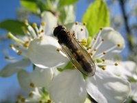 Platycheirus angustatus 2, Slank platvoetje, Saxifraga-Rutger Barendse