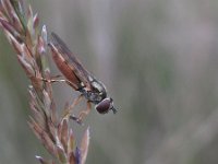 Platycheirus clypeatus