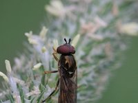 Platycheirus clypeatus 3, Gewoon platvoetje, Saxifraga-Rutger Barendse