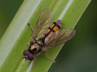 Platycheirus scambus 1, Moerasplatvoetje, Saxifraga-Rutger Barendse