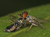 Platypalpus sp 1, Saxifraga-Ab H Baas