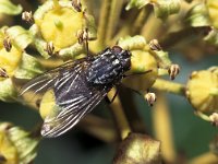 Polietes lardarius 1, Spekvlieg , Saxifraga-Frits Bink