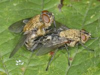 Pollenia #08899 : Pollenia, Cluster fly, Vleesvlieg, copula