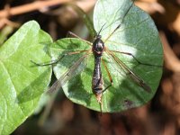 Ptychoptera albimana 1, Saxifraga-Rutger Barendse