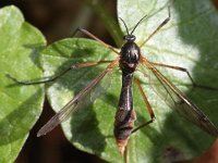 Ptychoptera albimana 2, Saxifraga-Rutger Barendse