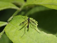 Ptychoptera contaminata