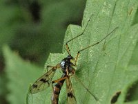 Ptychoptera contaminata 10, Saxifraga-Ab H Baas