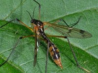 Ptychoptera contaminata 12, Saxifraga-Ab H Baas