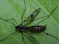 Ptychoptera contaminata 3, Saxifraga-Rutger Barendse