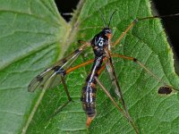 Ptychoptera contaminata 5, Saxifraga-Ab H Baas