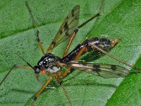 Ptychoptera contaminata 6, Saxifraga-Ab H Baas