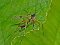 Ptychoptera contaminata 8, Saxifraga-Ab H Baas