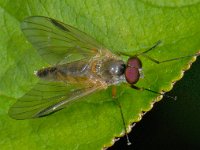 Rhagio lineola 1, Kleine snipvlieg, Saxifraga-Ab H Baas