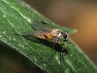 Rhagio lineola 2, Kleine snipvlieg, Saxifraga-Rutger Barendse