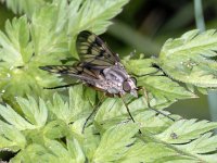 Rhagio scolopaceus #01702 : Rhagio scolopaceus, Snavelvlieg, female