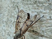 Rhagio scolopaceus 9, Gewone snipvlieg, Saxifraga-Ab H Baas