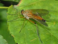 Rhagio tringarius 01 #07936 : Rhagio tringarius, Snipe Fly, Snavelvlieg, male