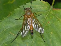 Rhagio tringarius 01 #07937 : Rhagio tringarius, Snipe Fly, Snavelvlieg, male