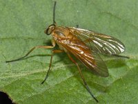 Rhagio tringarius #07918 : Rhagio tringarius, Snipe Fly, Snavelvlieg, female