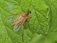 Rhagio tringarius N0813 : Rhagio tringarius, Snipe Fly, Snavelvlieg