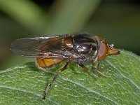 Rhingia campestris #03782 : Rhingia campestris, Gewone Snuitvlieg, female