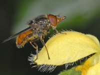 Rhingia campestris #06416 : Rhingia campestris, Gewone Snuitvlieg, male