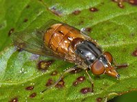 Rhingia campestris #09293 : Rhingia campestris, Gewone Snuitvlieg, female